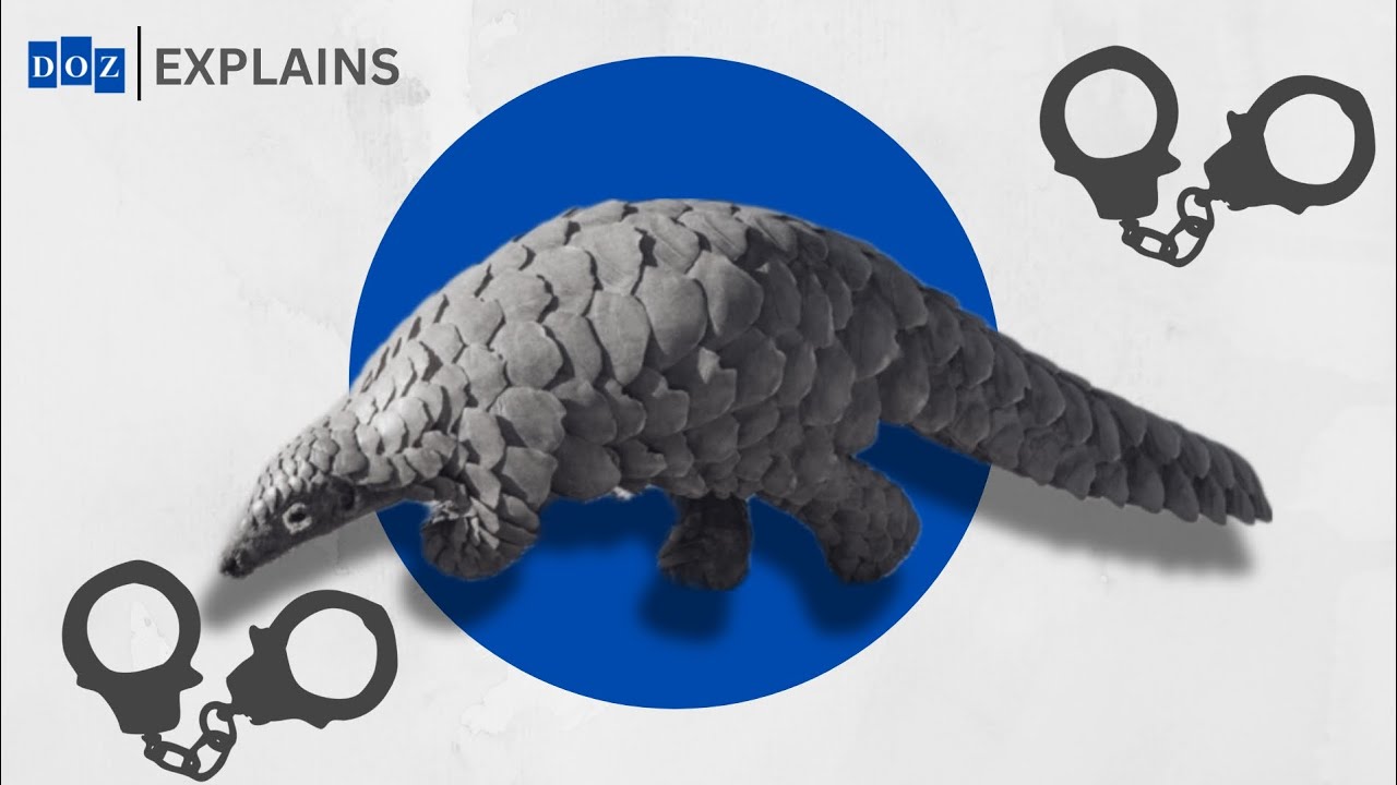 Why it's illegal to trade Pangolins in Zambia