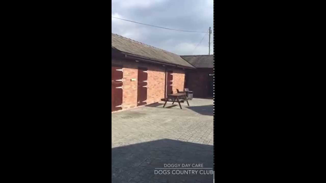 Doggy Day Care at Dogs Country Club