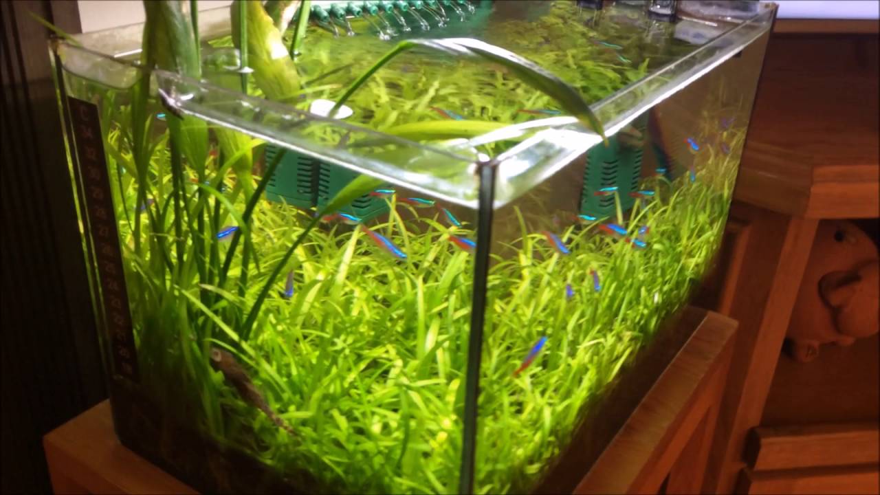 Sagittaria subulata