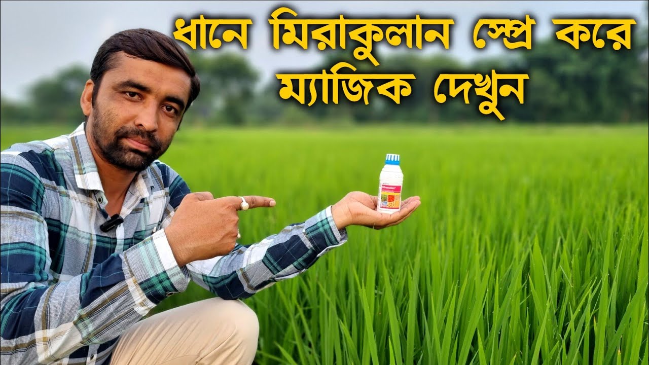 ধান চাষে মিরাকুলান স্প্রে করে ফলন বাড়াবেন কিভাবে?