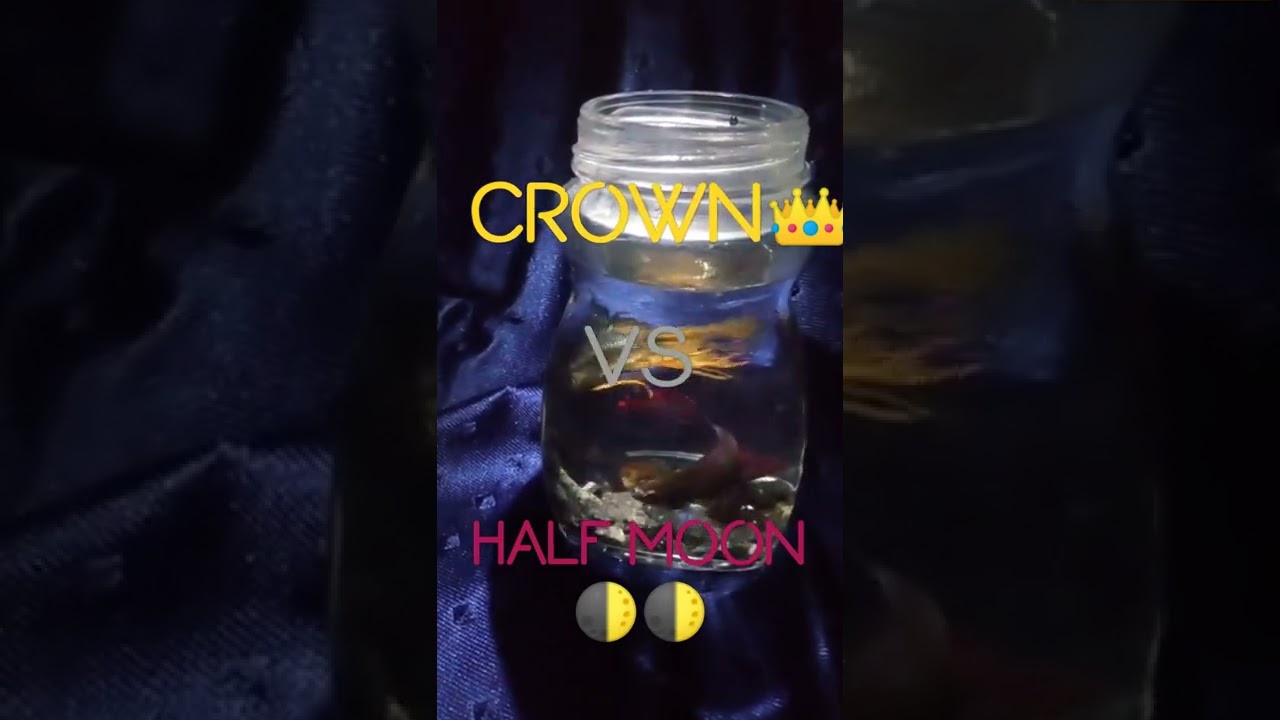 CROWN TAIL👑 vs HALF MOON 🌓 #BETTA#