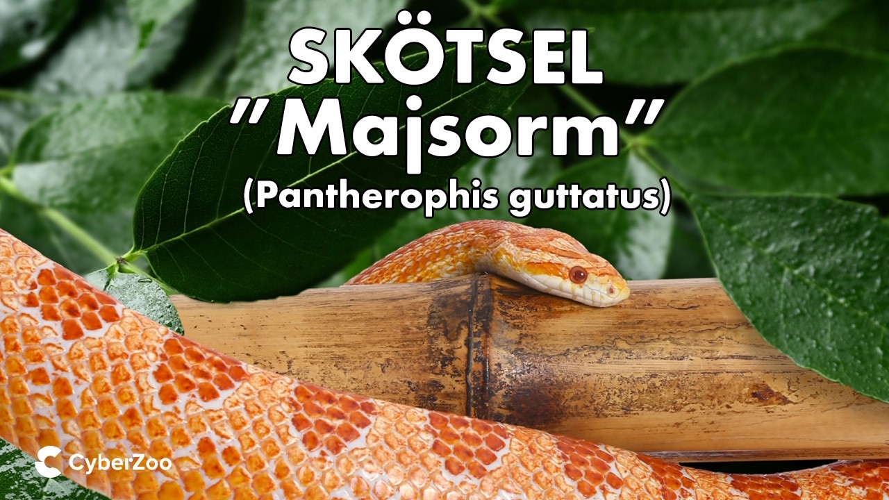 Skötsel: Majsorm (Pantherophis guttatus)