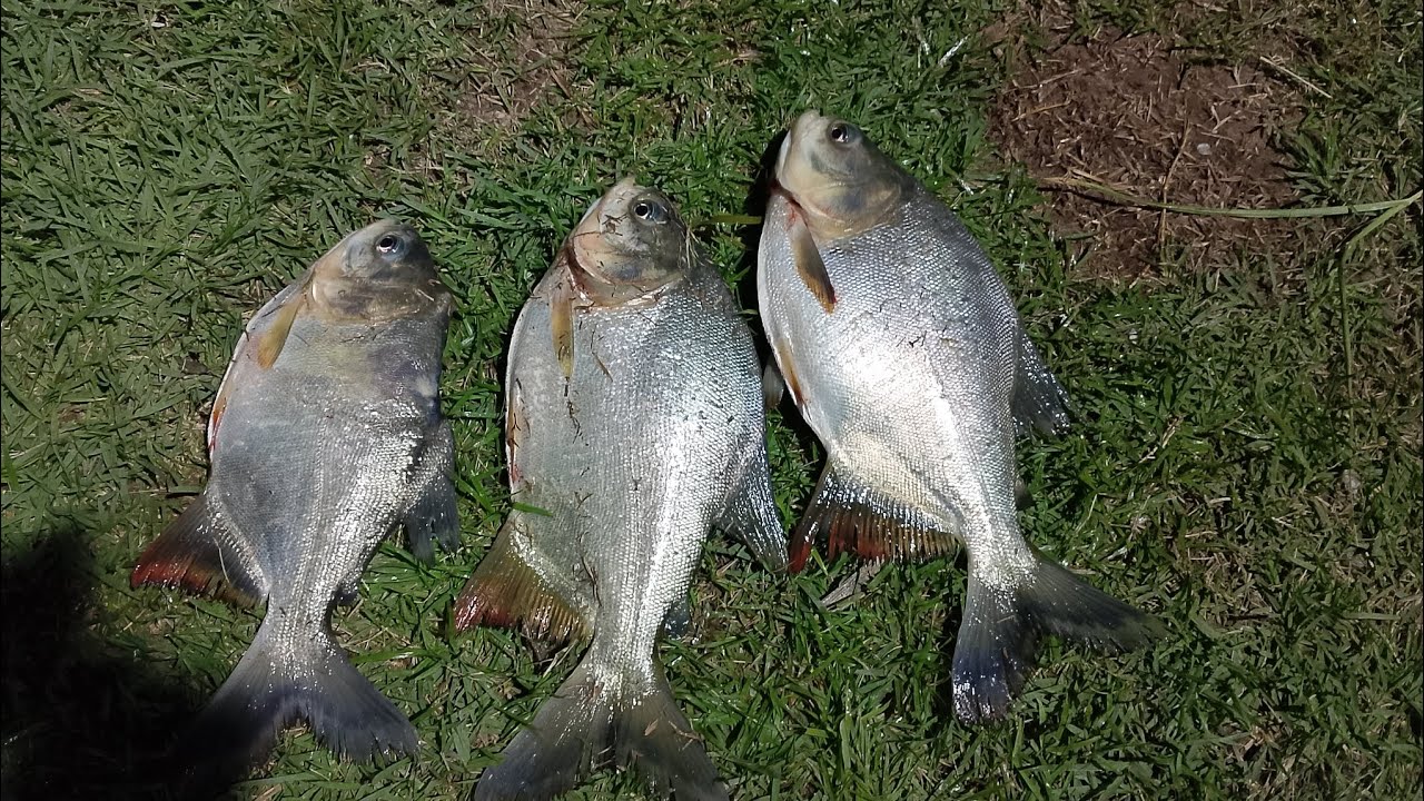 Dia de muito trabalho no sítio do lago 