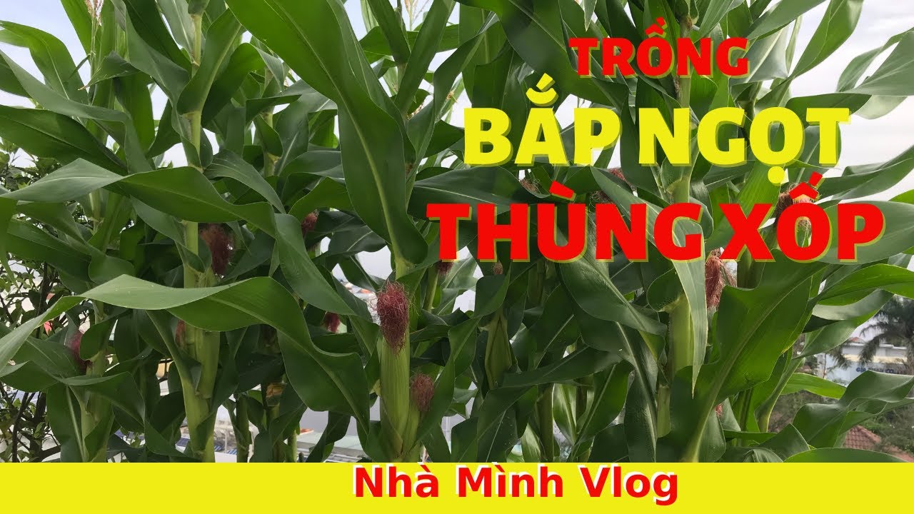 Cách trồng Bắp Ngọt | Bắp Rau trong thùng xốp | Nha Minh Vlog