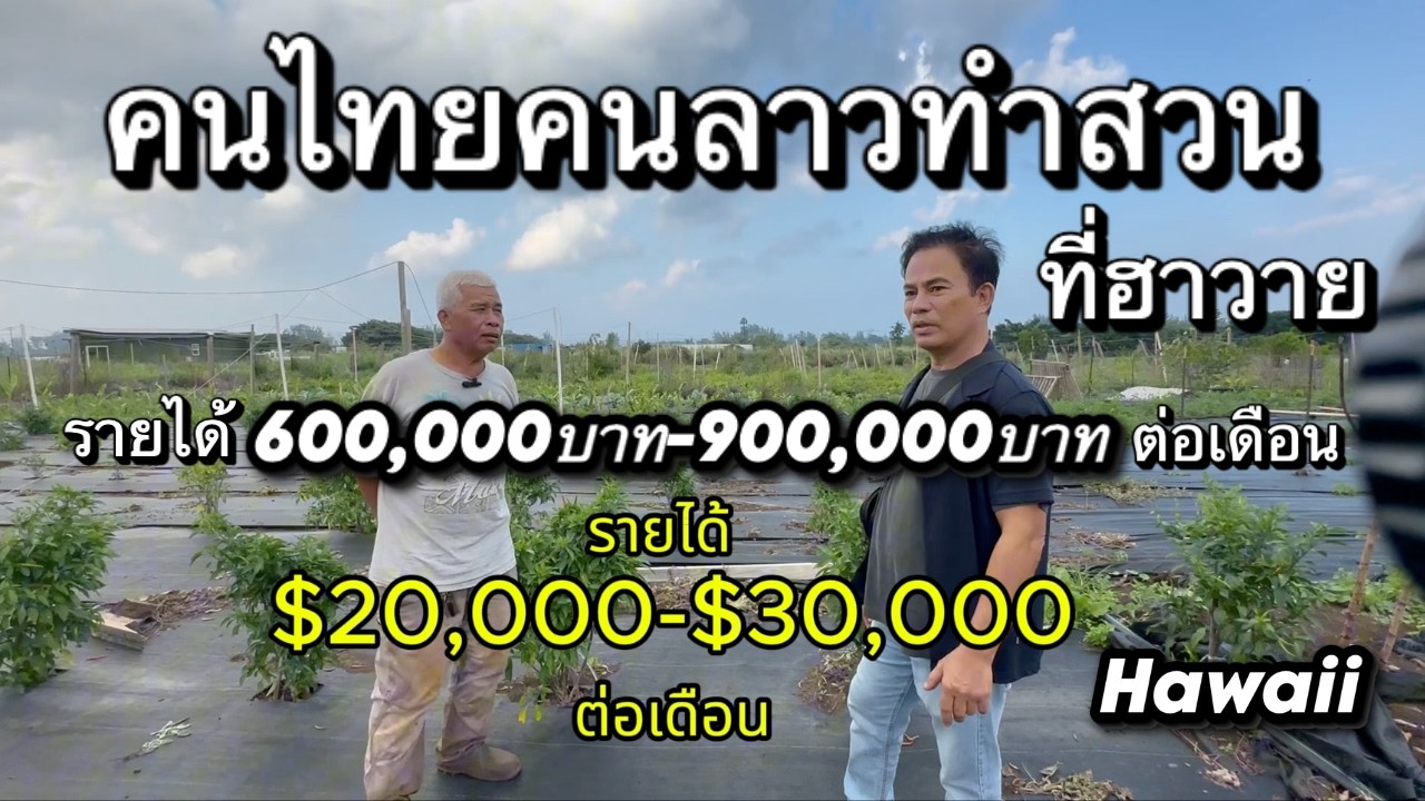 คนไทยทำสวนที่ฮาวาย (Waialua Hawaii) รายได้ $20,000-$30,000= 600,000บาท-900,000บาทต่อเดือน