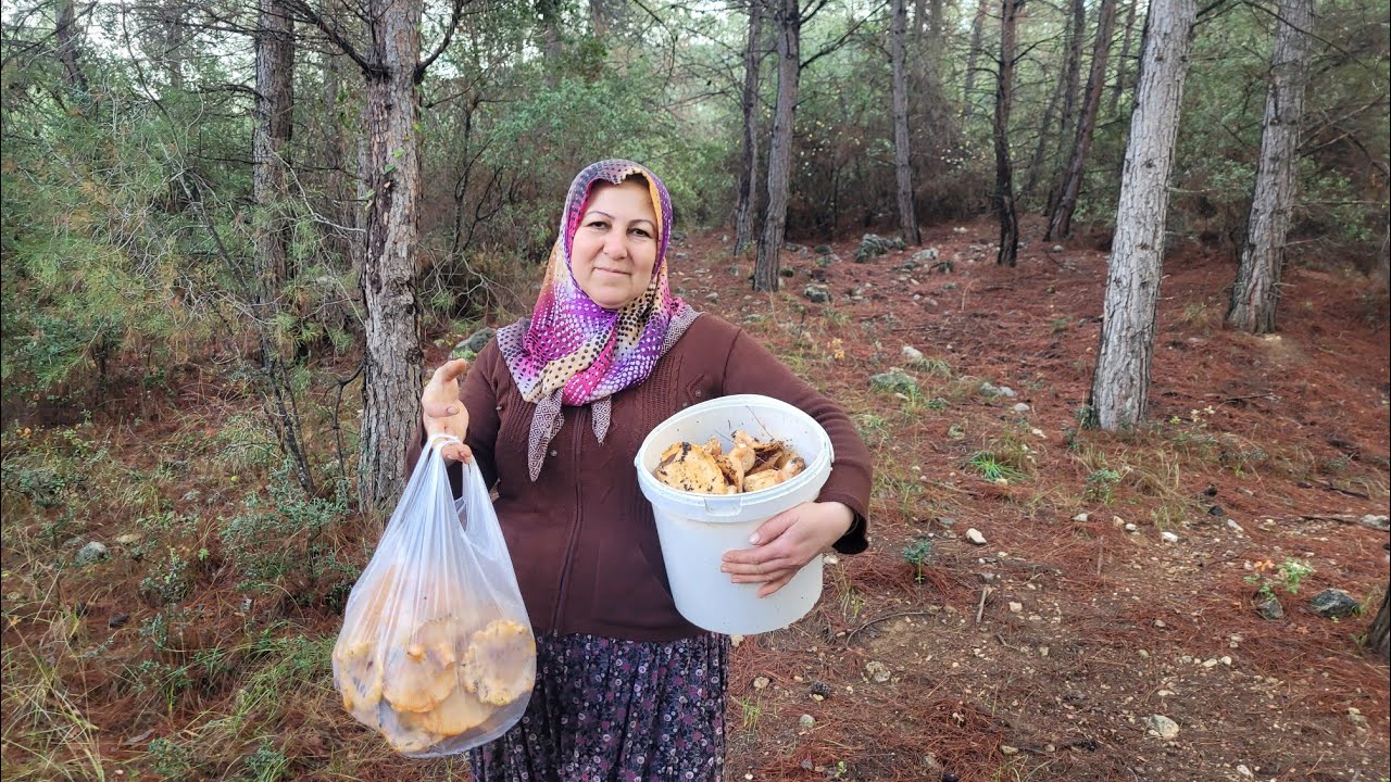 ÇINTAR MANTARI DİĞER ADIYLA KANLICA TOPLADIK🍄 ÇIKTIĞIMIZA DEĞDİ Mİ🤔