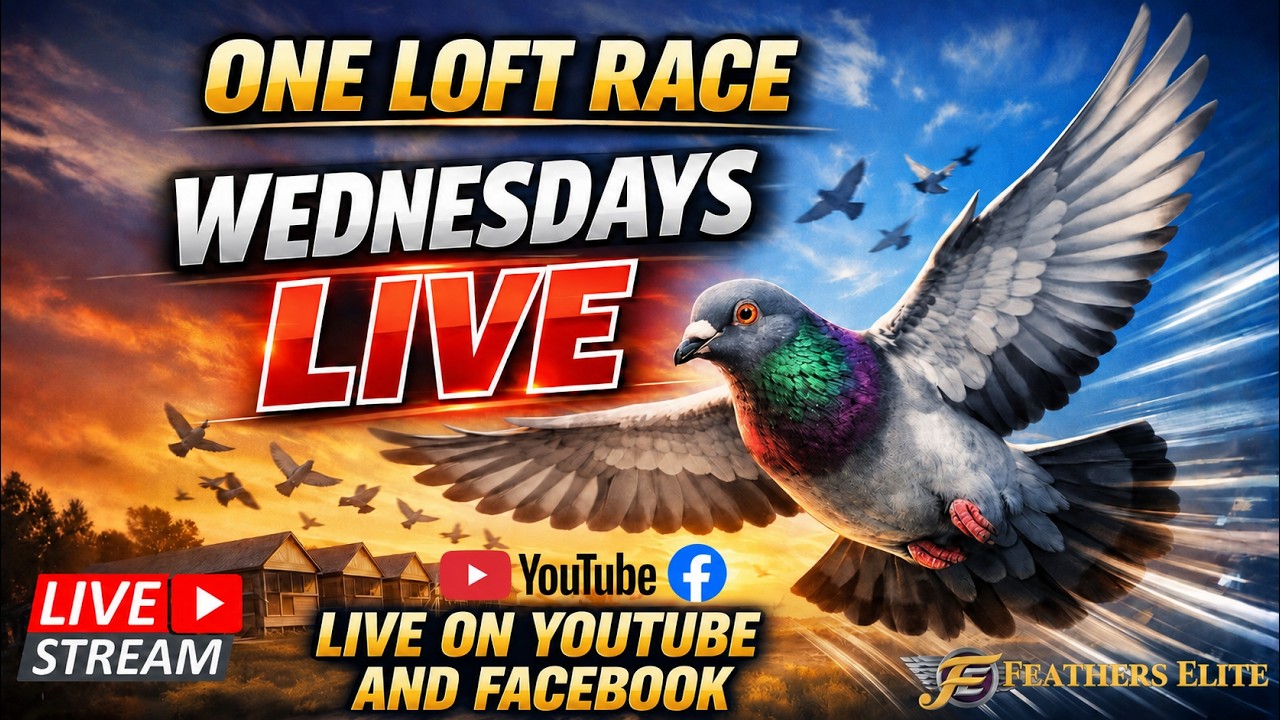 ONE LOFT RACE WEDNESDAYS