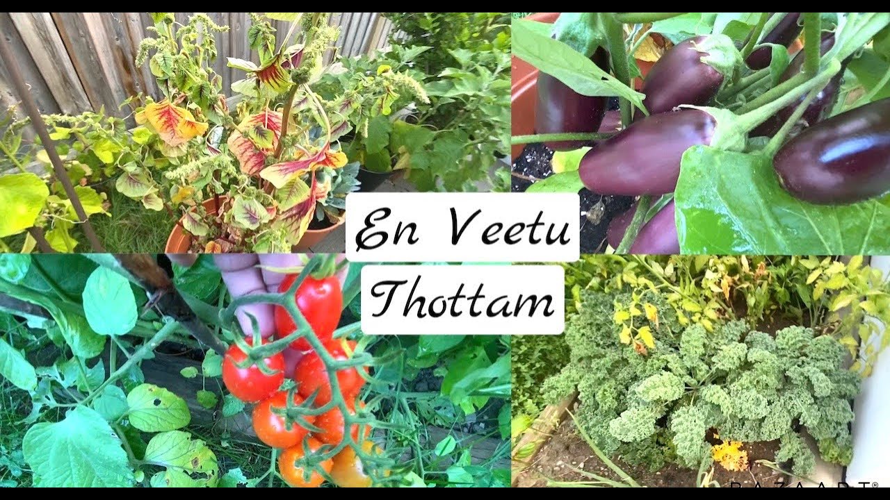 My home garden in Tamil| En Veetu Thottam | எங்க வீட்டு தோட்டம்