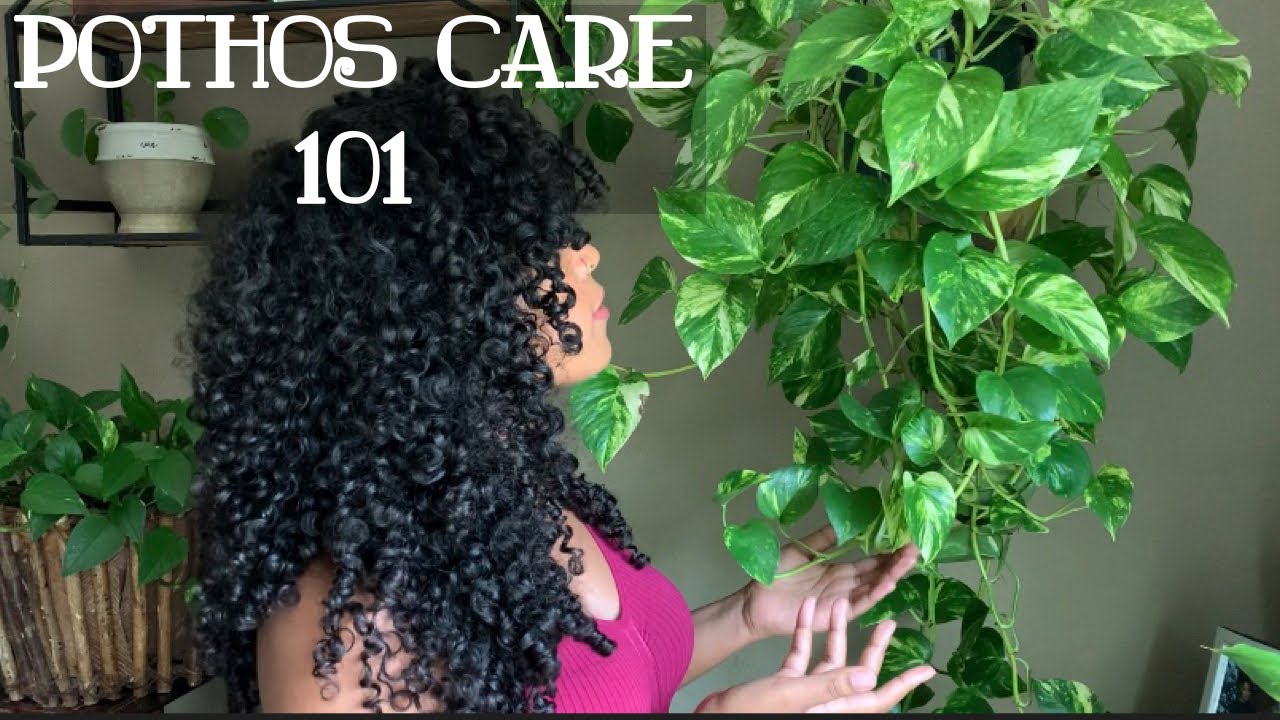 Pothos Plant Care | One of the Easiest Plants