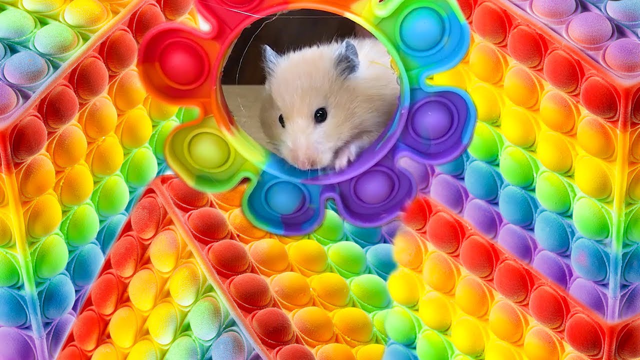 🐹 Hamster Escapes Pop It Maze