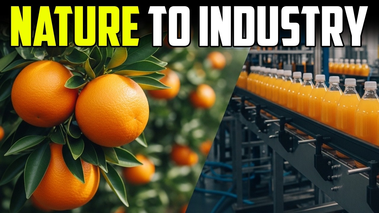 How Orange Juice Is Made | From Orchard to Bottle (Full Documentary)