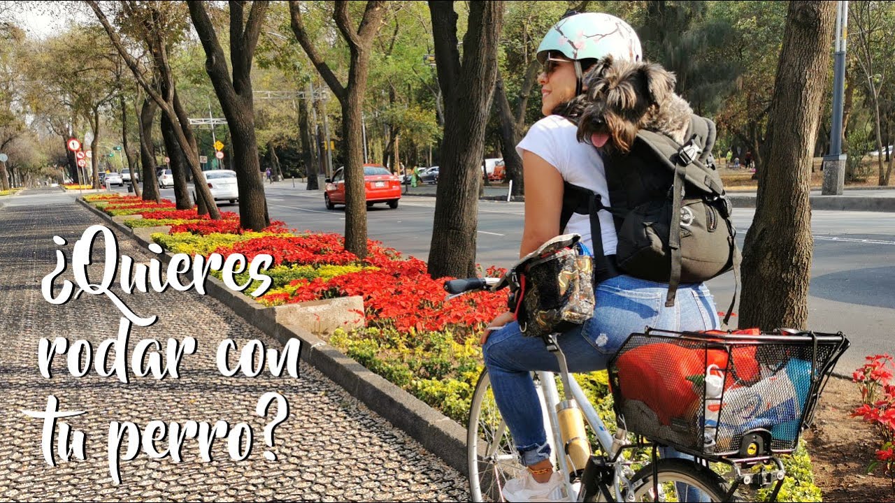 Diseñé esta mochila para rodar con tu perro/La Roquera oficial