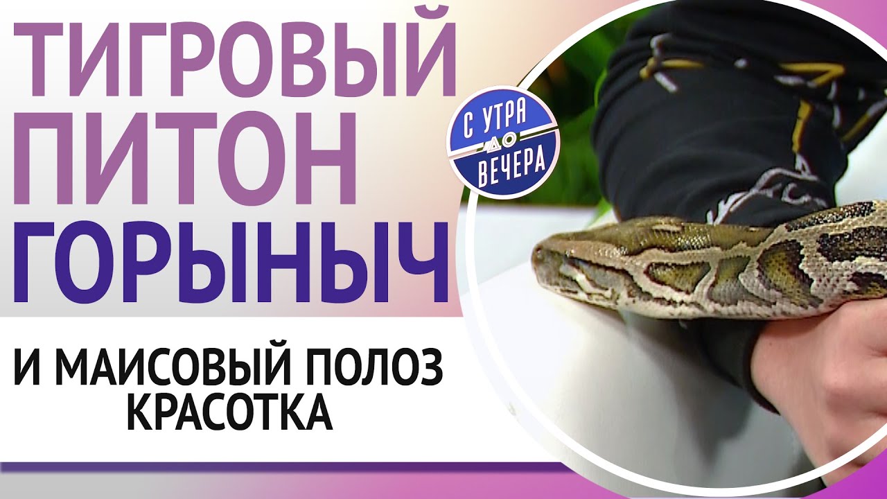 Тигровый питон Горыныч и маисовый полоз Красотка