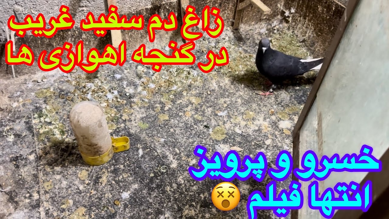 زاغ دم سفید غریب در قرنطینه!دانه عجیب چشم سعید نماینده همدان!پرویز نماینده کرمان و ضعیف عجیب!مشهد 