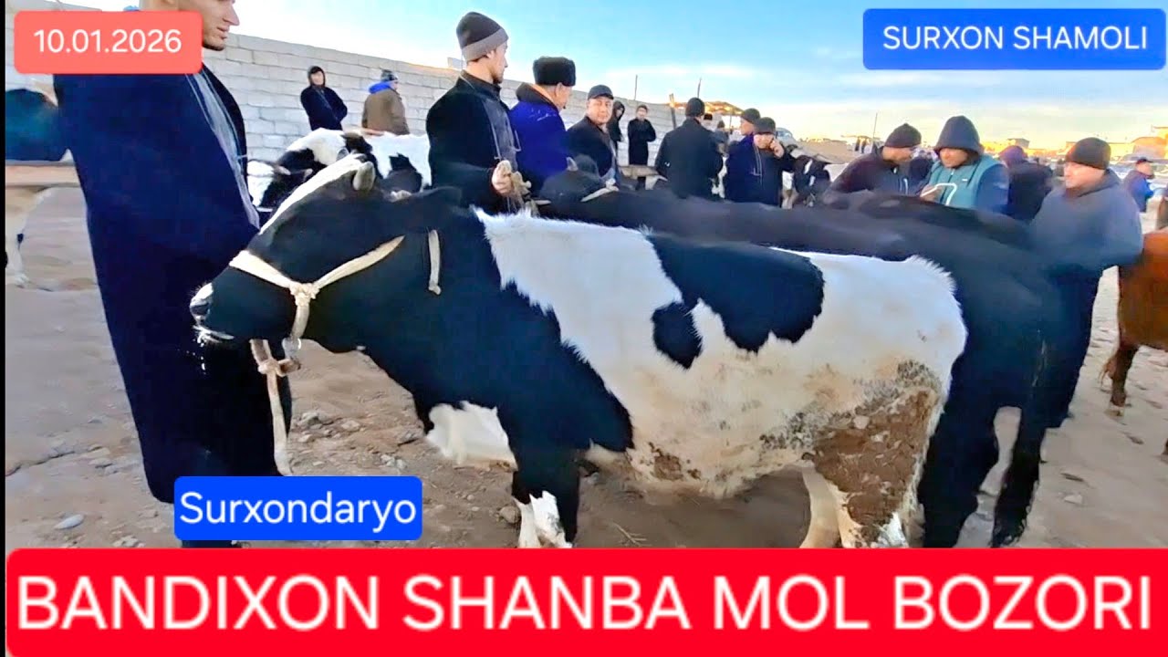 10.01.2026 BANDIXON SHANBA (ILICH) MOL BOZORI 