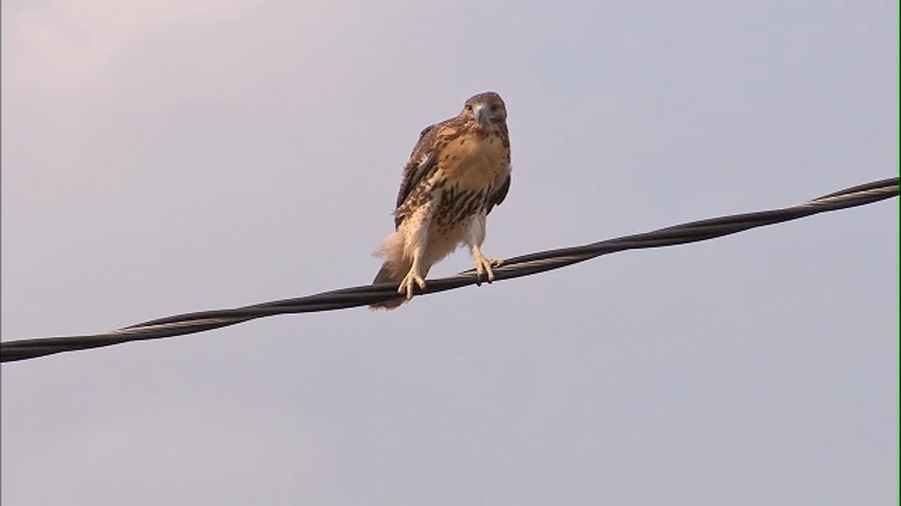 2 people attacked by hawk outside Connecticut store