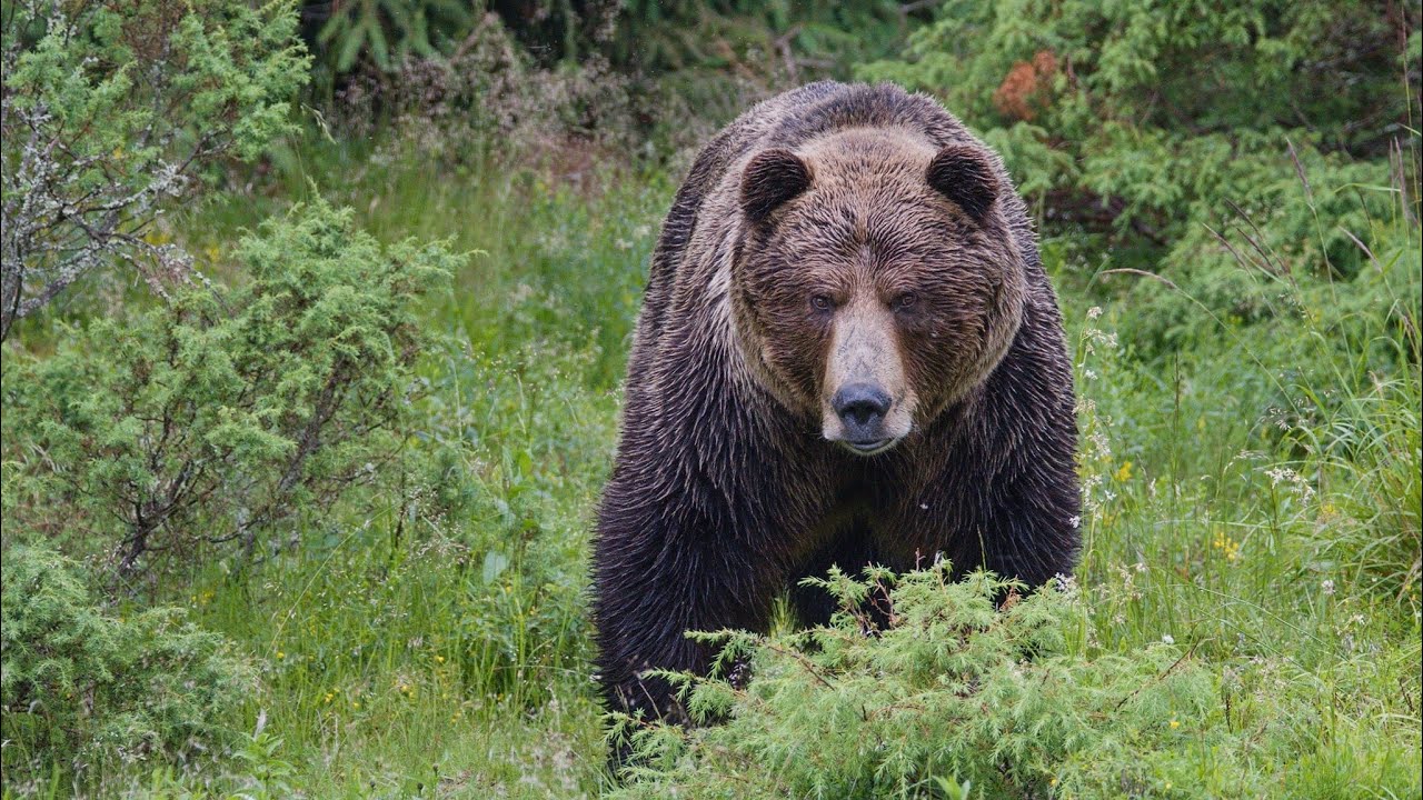 Tisíc let české myslivosti 21 - 24 díl