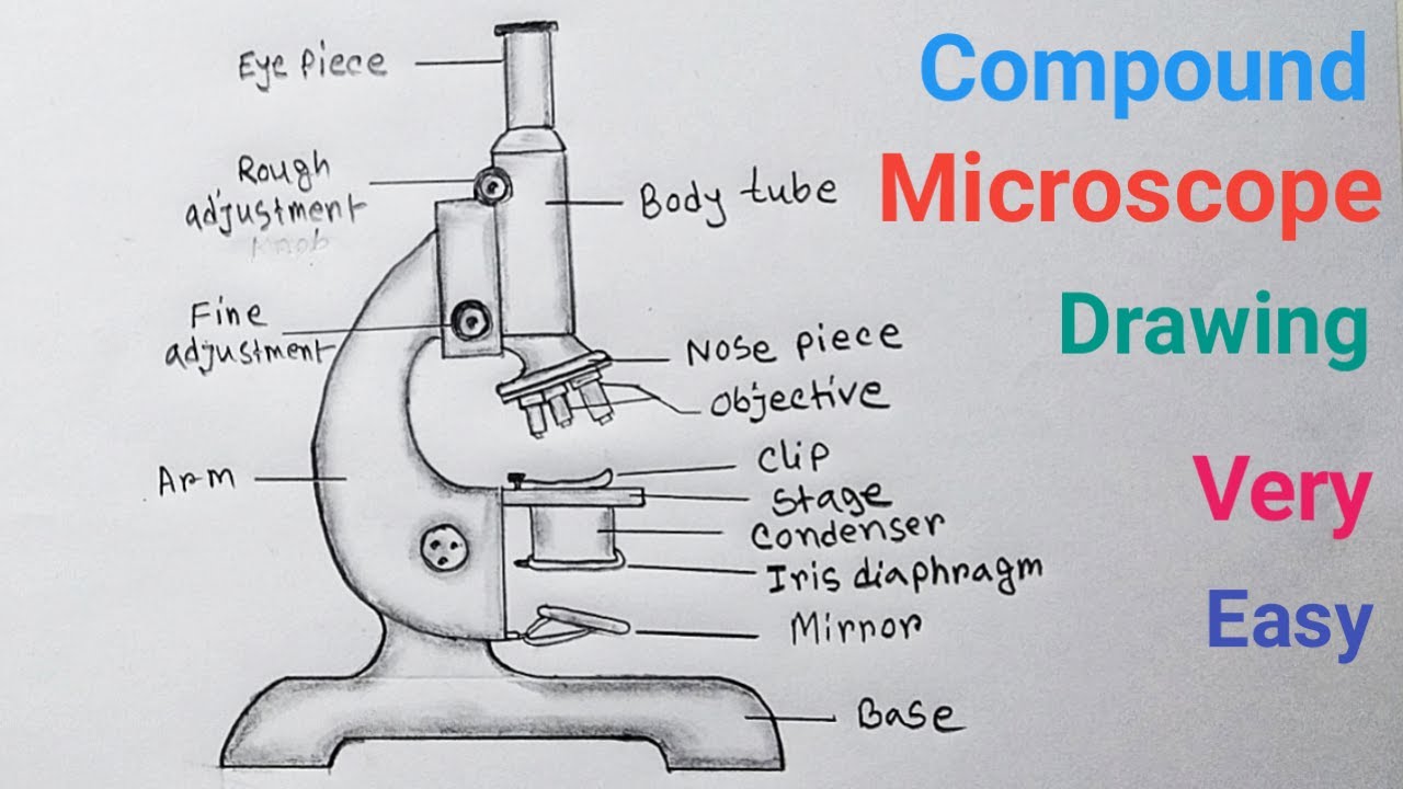 How to Draw Compound Microscope Easy Step / Microscope Drawing With Label
