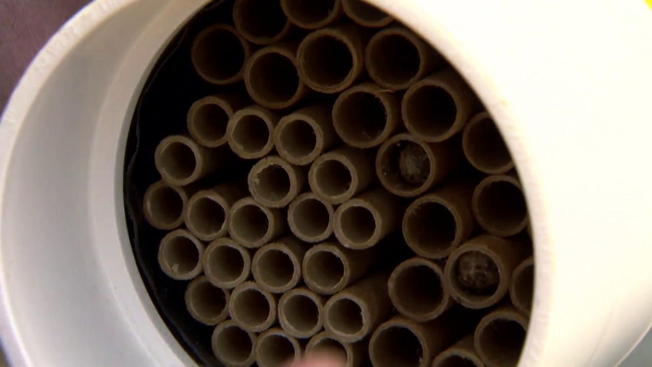 Blue Orchard Mason Bees - Urban Green