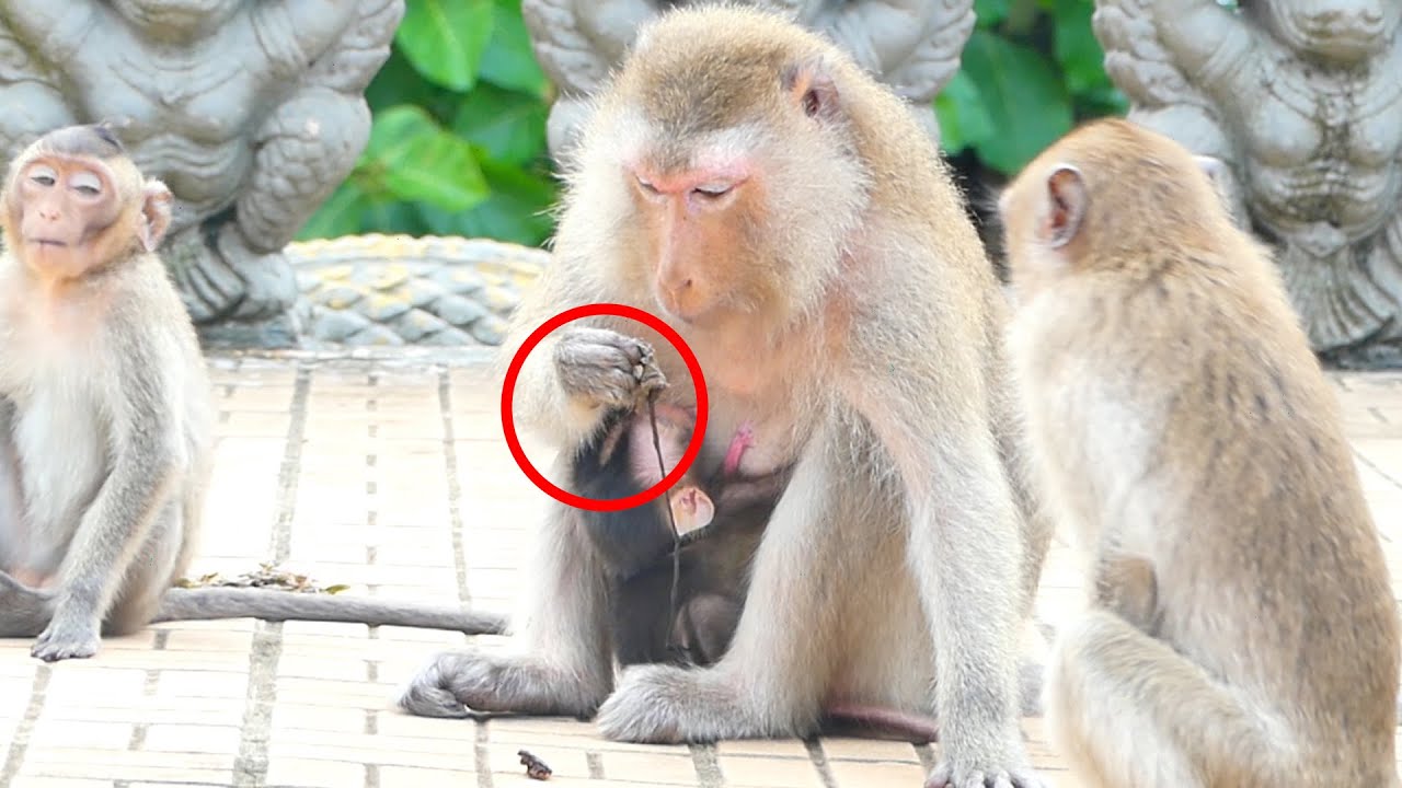 Ohhhh What Is On Hand Monkey Teva