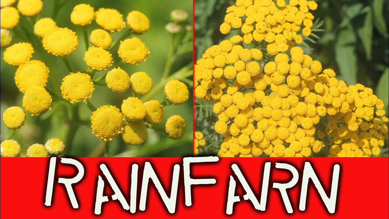 Blattl&auml;use? Rainfarn als nat&uuml;rliches Spritzmittel gegen saugende Insekten