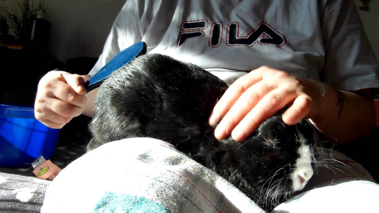 Kaininchen (19.02.15) Jilliel bekommt Medikamente und wird gezupt