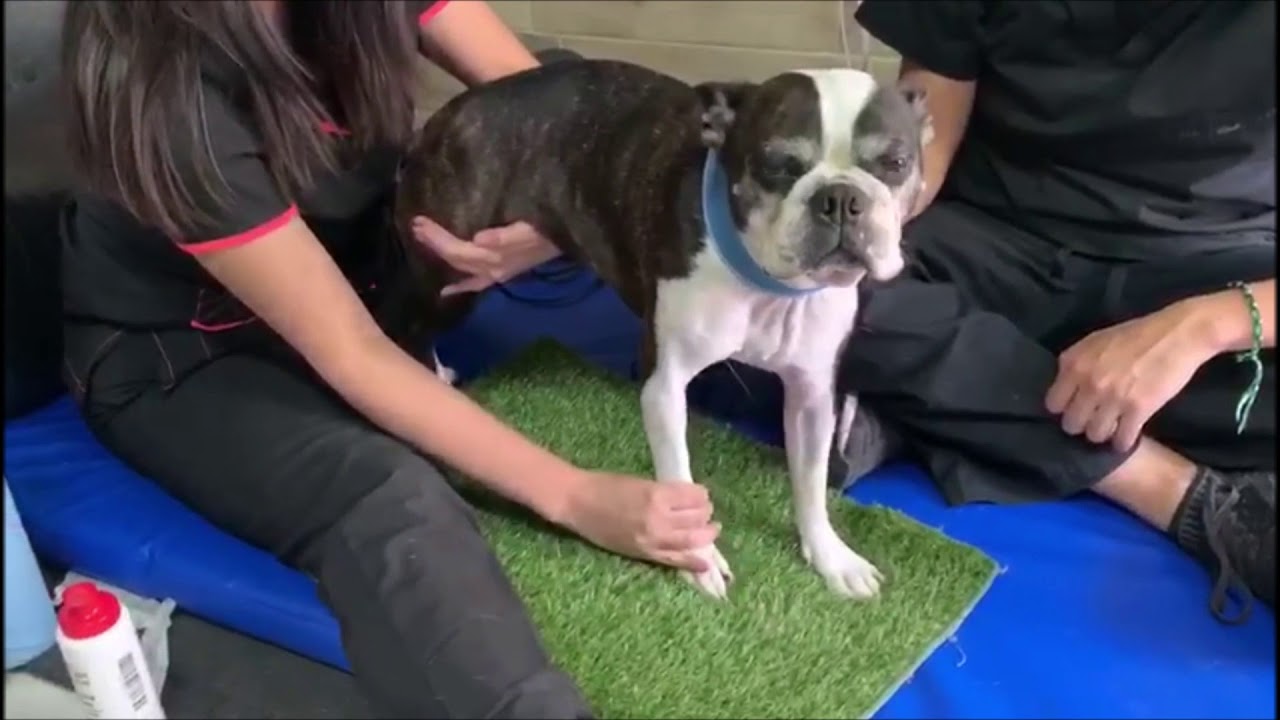 Rehabilitación y fisioterapia veterinaria, rehabilitación neurológica