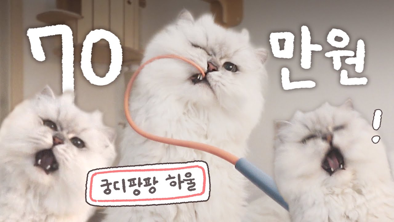 궁디팡팡 캣페스타에서 털어온 🛒 70만원어치 고양이용품 하울