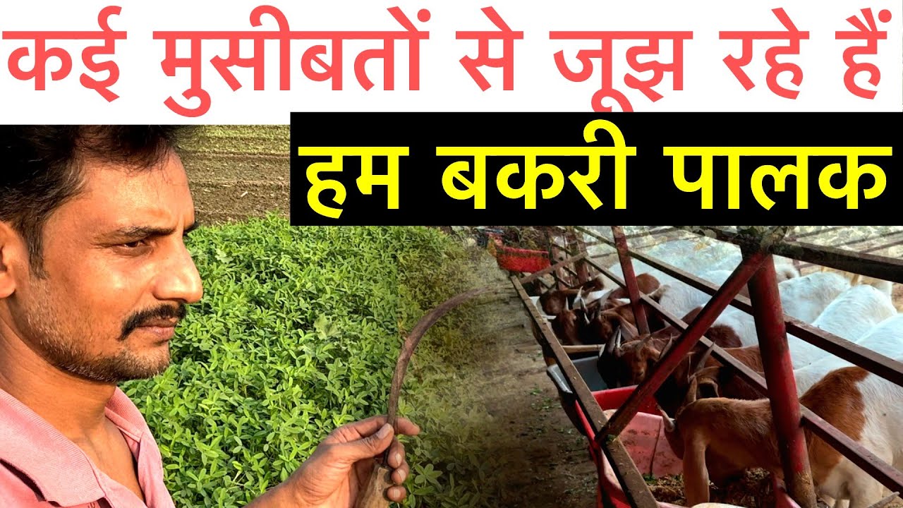 इस तरह कई बार बकरी पालन में फस जाते हैं अच्छे खिलाड़ी भी || goat farming problems 