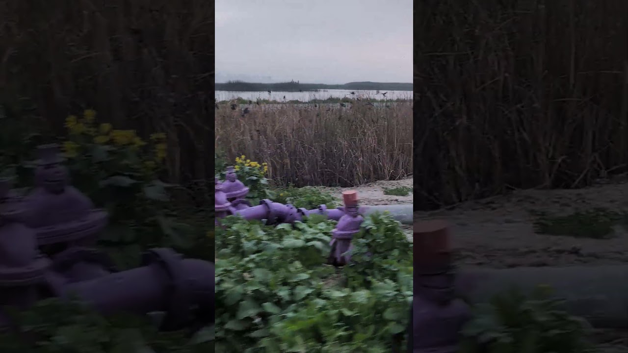 рой чёрных птиц