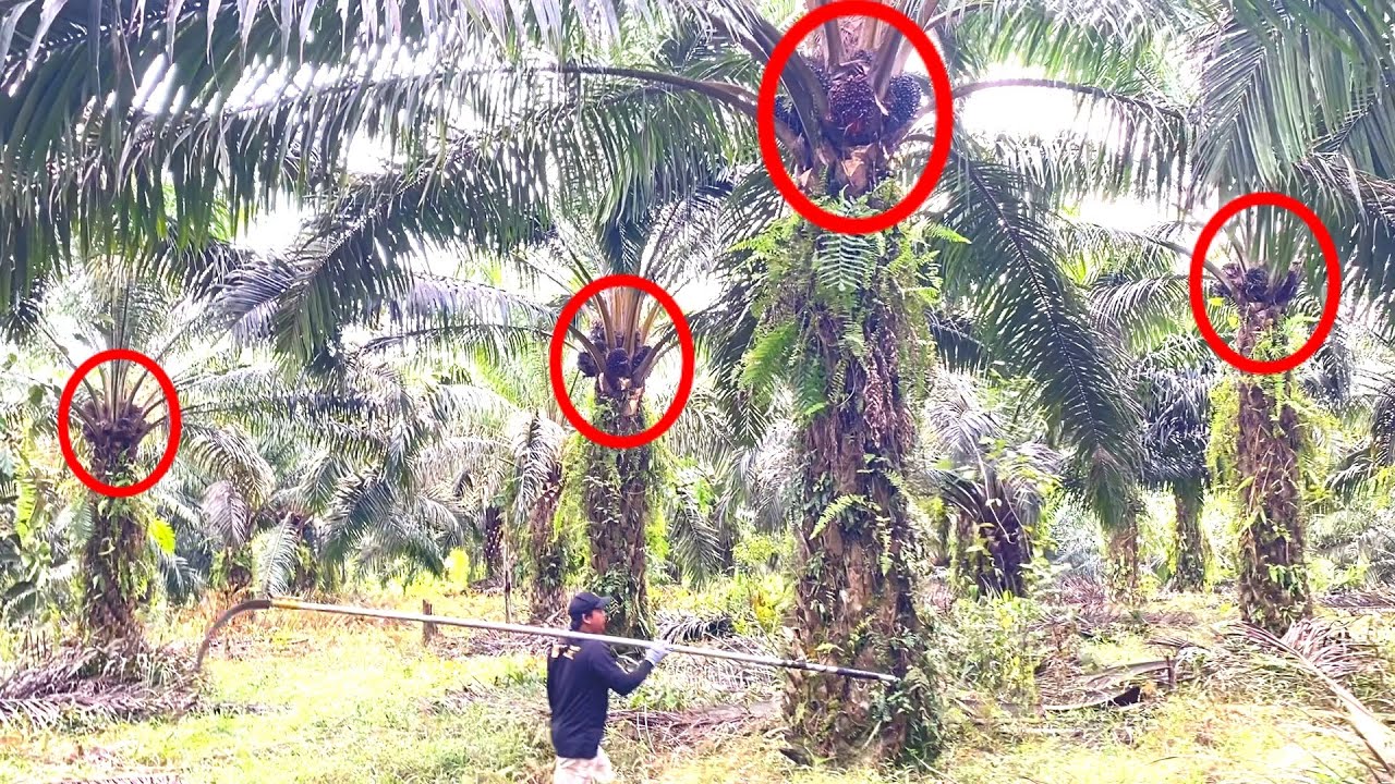 PANEN SAWIT DI BULAN PUASA BANYAK BUAH.!!