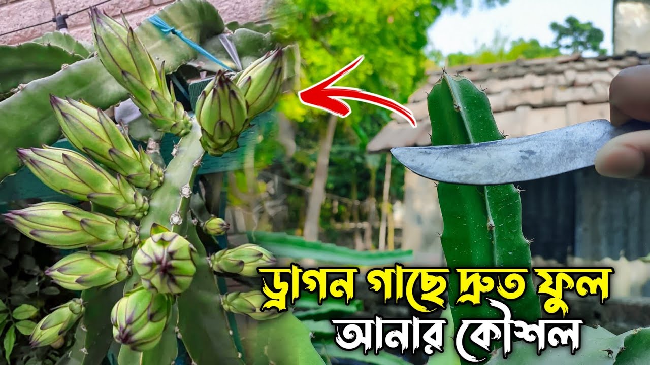 ১ বছরের ড্রাগন ফল গাছে ফল ধরানোর কৌশল | টবে ড্রাগন ফল চাষ পদ্ধতি | Dragon Fruit Plant Care