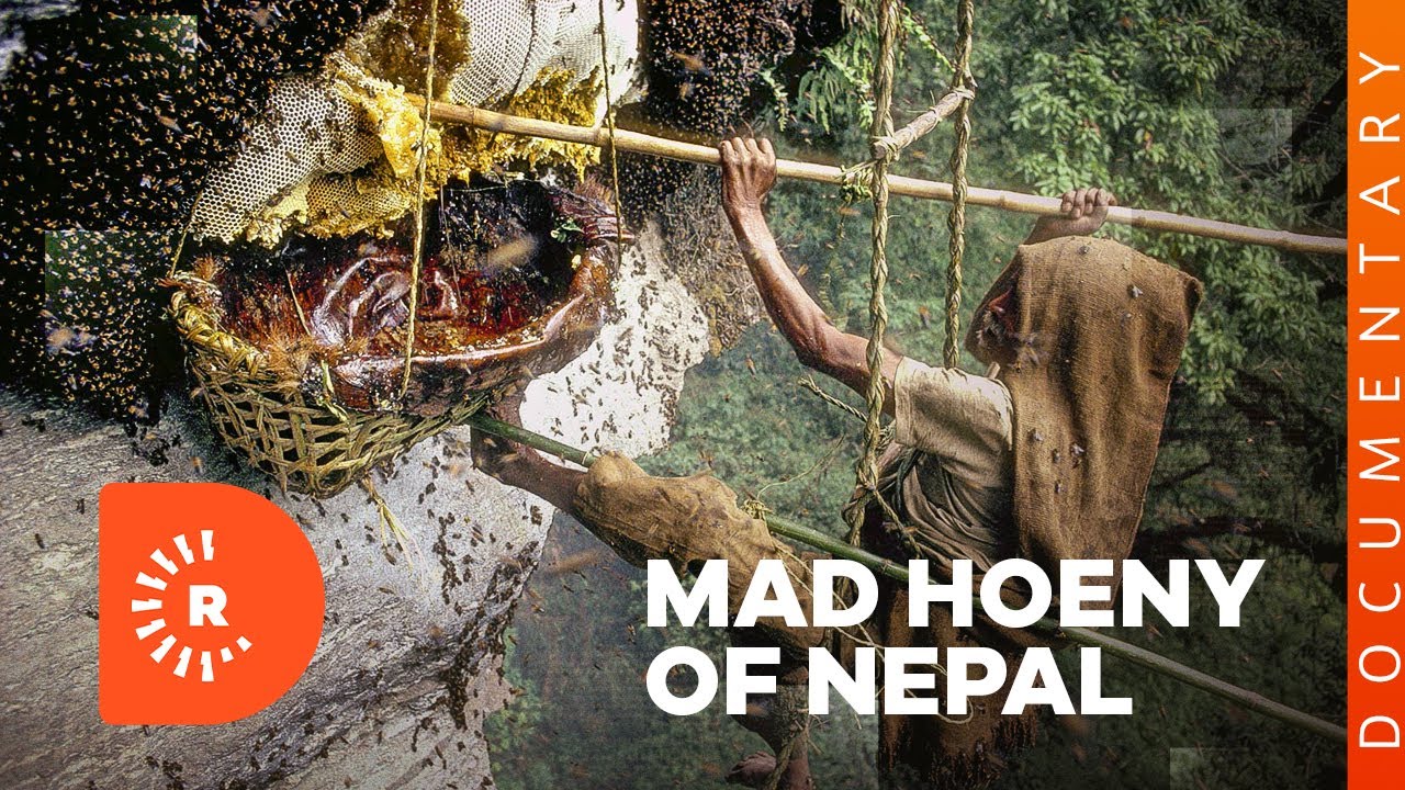 Documentary- Mad Honey of Nepal