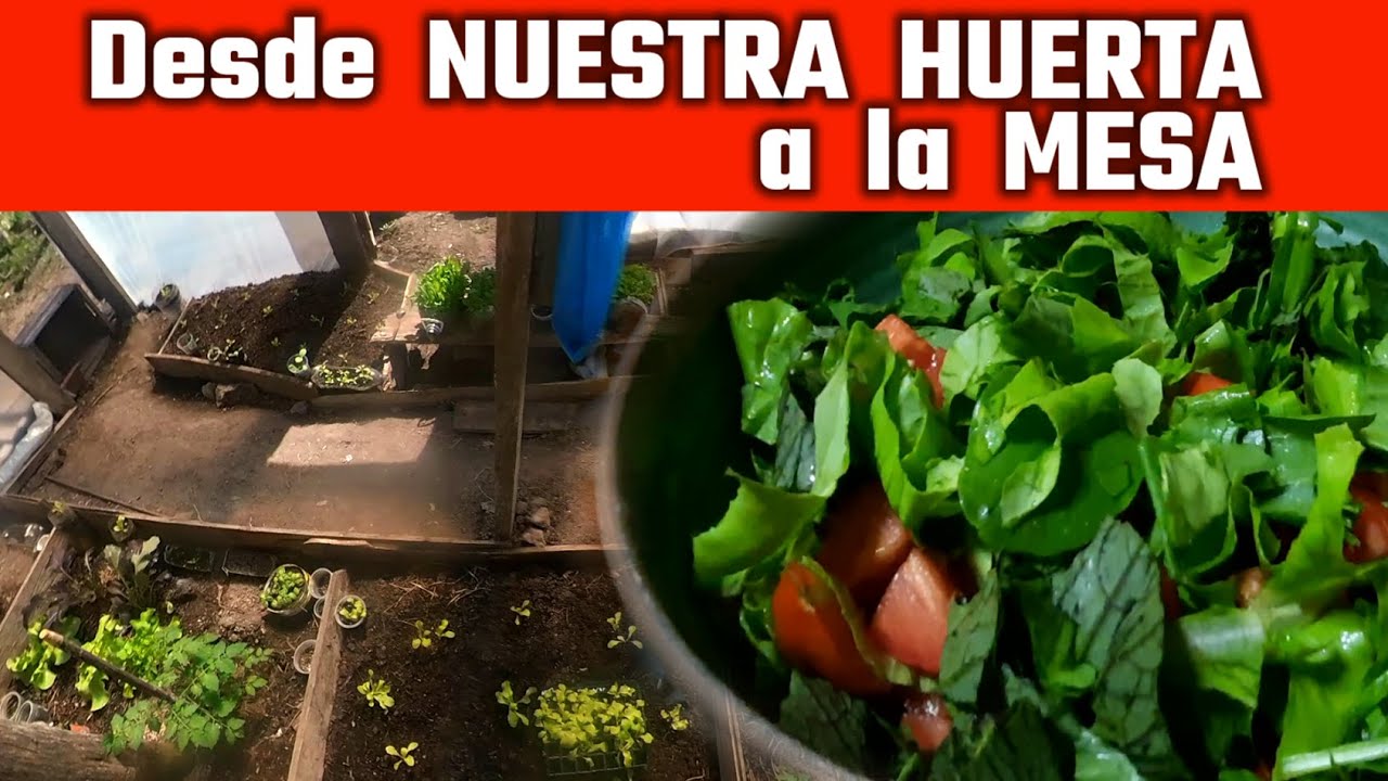 Plantamos y Cosechamos sin saber NADA DE NADA - Comimos las VERDURAS de NUESTRA HUERTA -S1