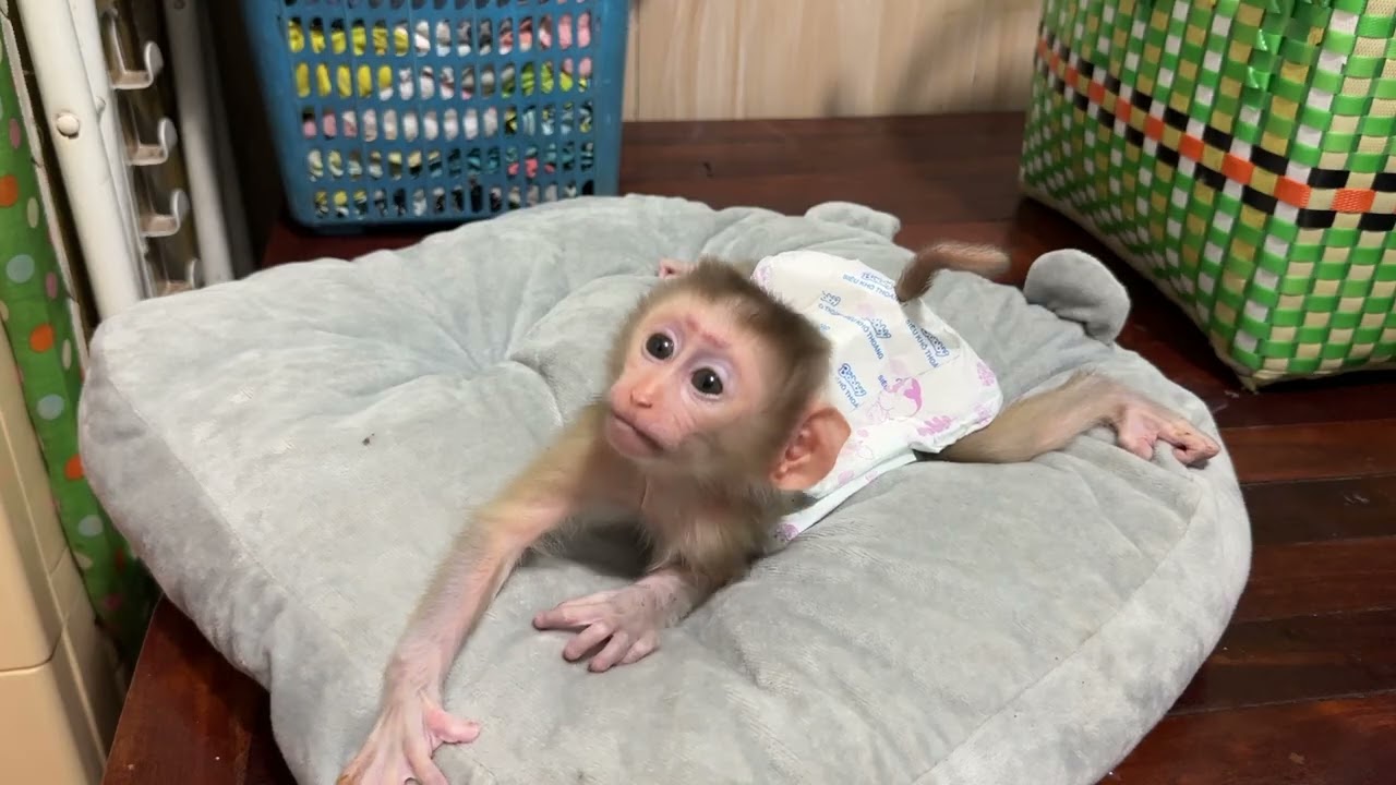 The little boy is very smart and loves to play in the morning.