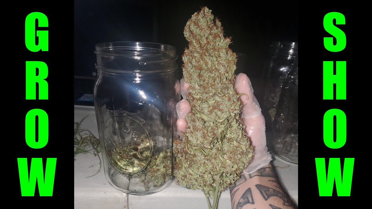 Why I don't pH my water as an organic grower - Photosyntech Grow Show Ep. 6