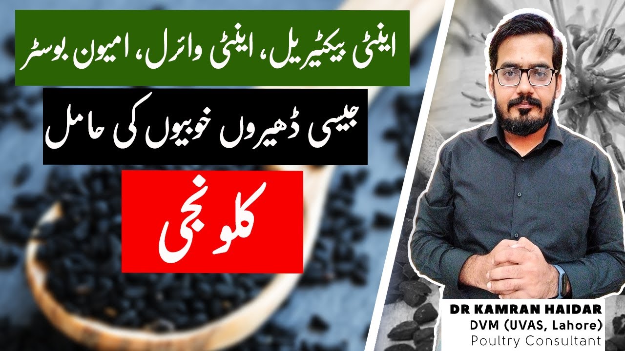Use of Kalonji (Black Cumin Seeds) in Chickens & Birds | Antibacterial, Antiviral, Antifungal