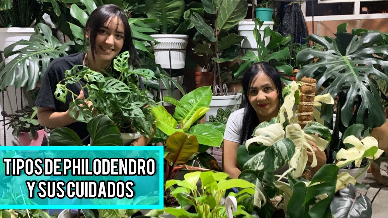 TIPOS DE PHILODENDRO Y SUS CUIDADOS| Tienes que verlo 😱🪴