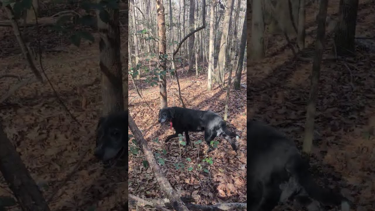 Looking for Bigfoot sign.