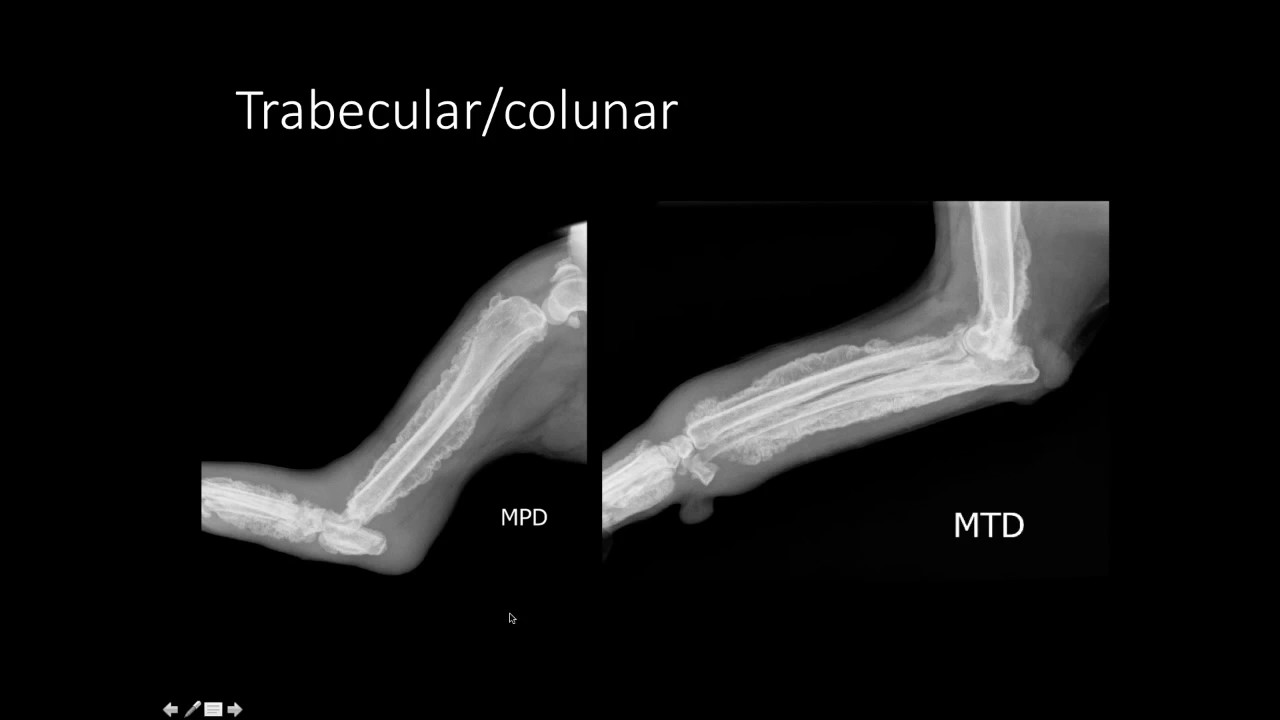 Radiologia do esqueleto apendicular - aula 1