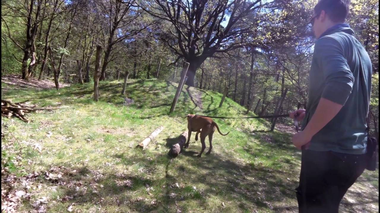 K9 Praktijkspeuren