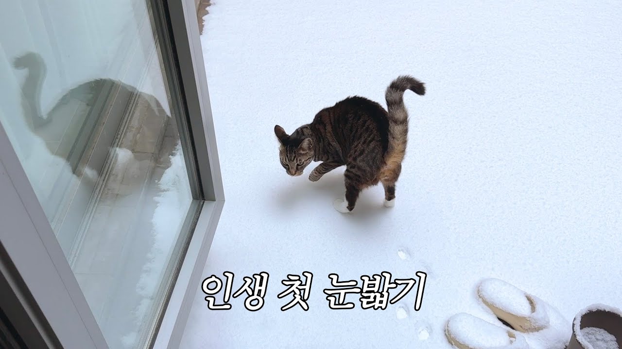 9살 집고양이에게 눈을 밟게 해줬다 🐾❄️