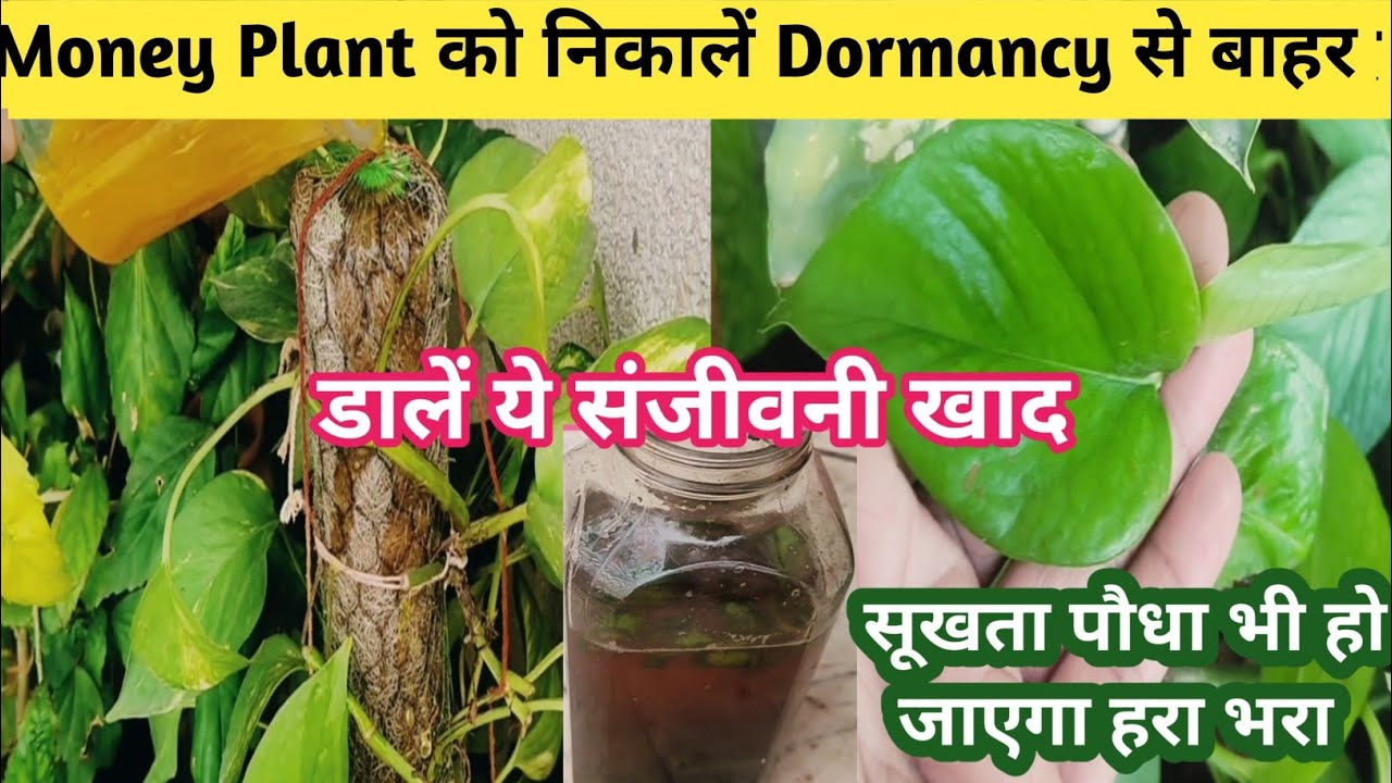 Money Plant को Dormancy से बाहर कैसे निकाले//डाल दें ये संजीवनी खाद/आयेंगे चमकदार और बड़े पत्ते 🌱