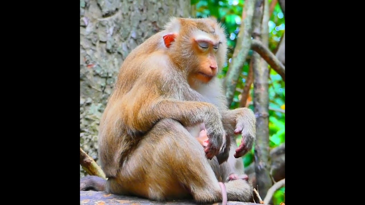 Mama’s love builds a small world where her baby can feel calm, warm, and protected 🐒🌍💖.