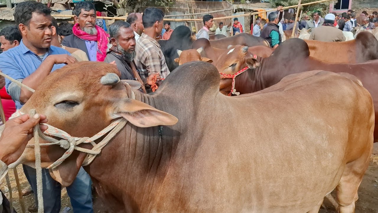 আজ ১/২/২৬ | নোয়াখালীর খামারী কত টাকা মন দরে মাংসের গরু কিনছেন | কাহারোল হাট 