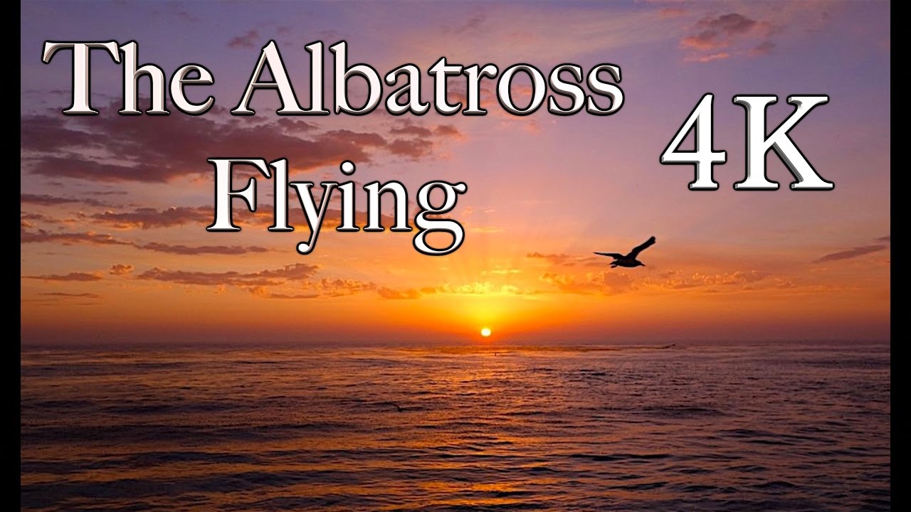 InFlight History 4K - The Albatross Flying 4K