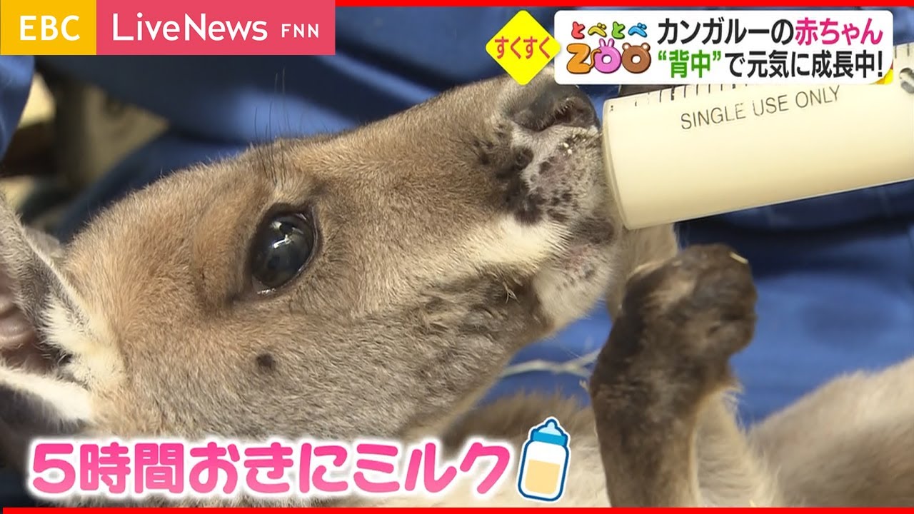 【人工哺育】手作りリュックで育つカンガルーの赤ちゃん