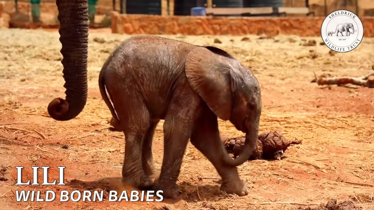 Loijuk has a baby girl! | Sheldrick Trust