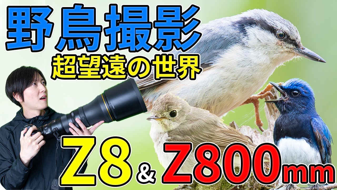 【夏の野鳥撮影】Z8とZ800mmf6.3の世界！nikonの超望遠レンズで野鳥撮影に出かけた