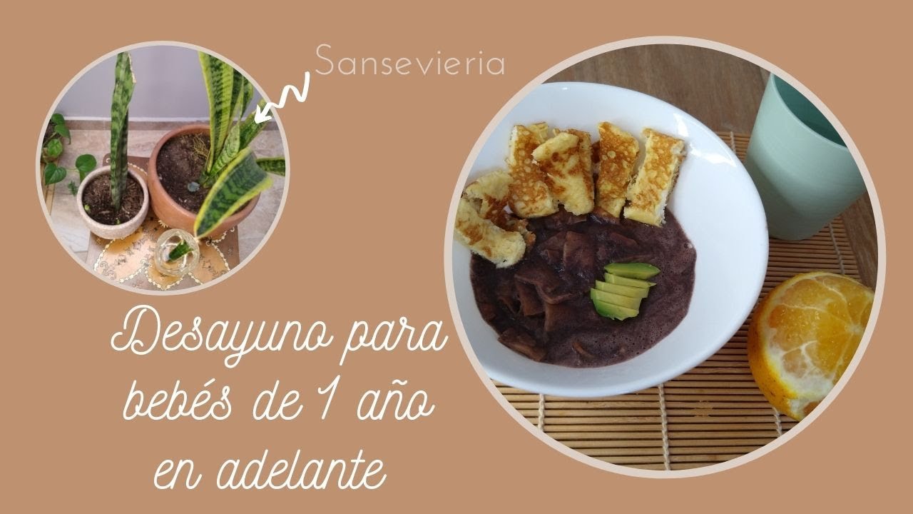 Chilaquiles de frijol |Desayuno  para bebés de 12 meses en adelante|  Propagación de Sansevieria🌱 ✅